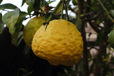 A yuzu hanging on the tree